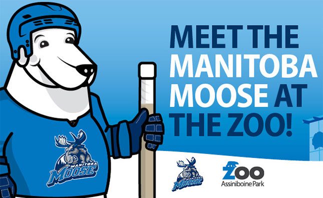 Meet the Moose at the Zoo