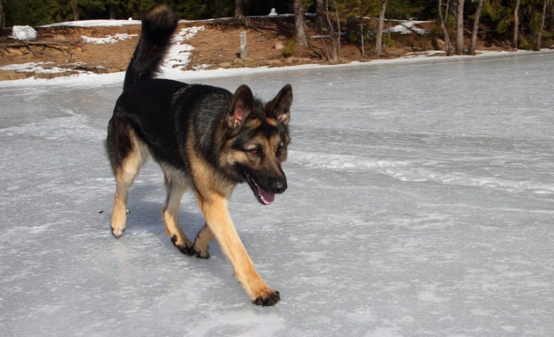 Alsatian on ice